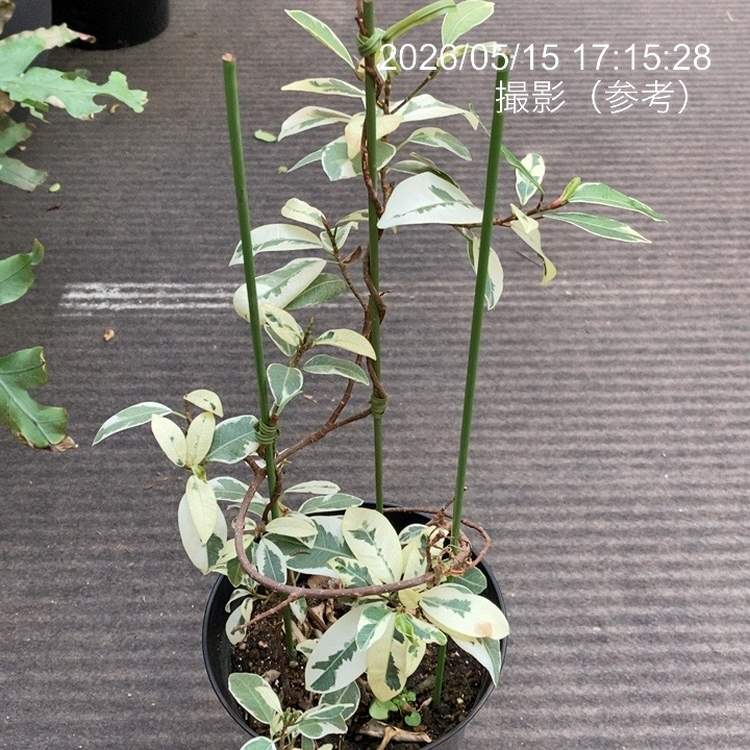 ガジュマル 斑入り 挿木 5号｜観葉04-PA | 観葉・多肉 | 赤塚植物園