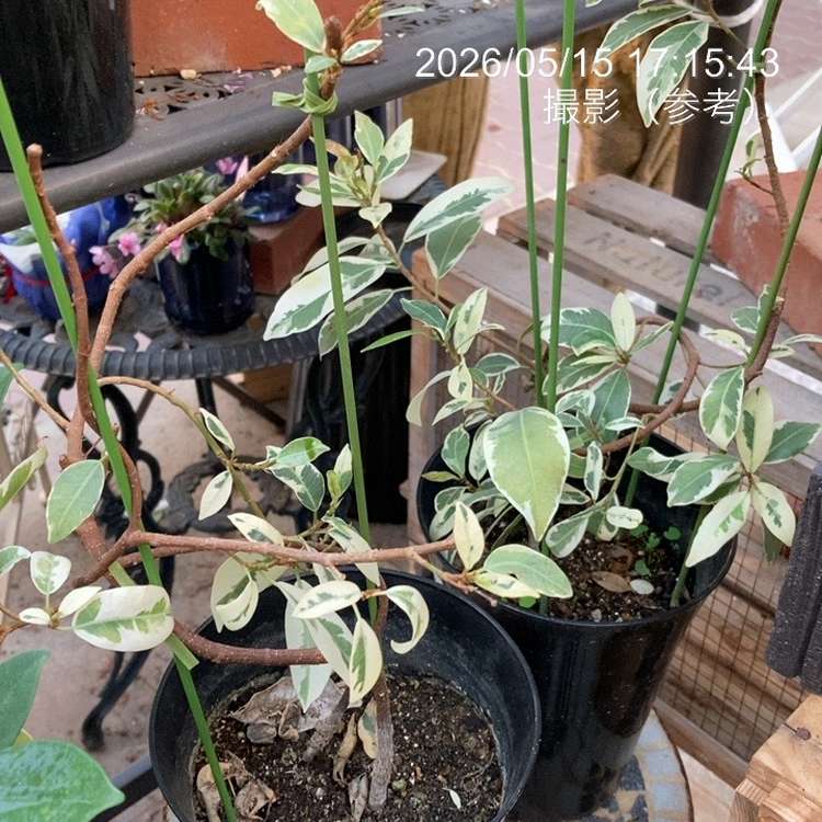 ガジュマル 斑入り 挿木 5号｜観葉04-PA | 観葉・多肉 | 赤塚植物園