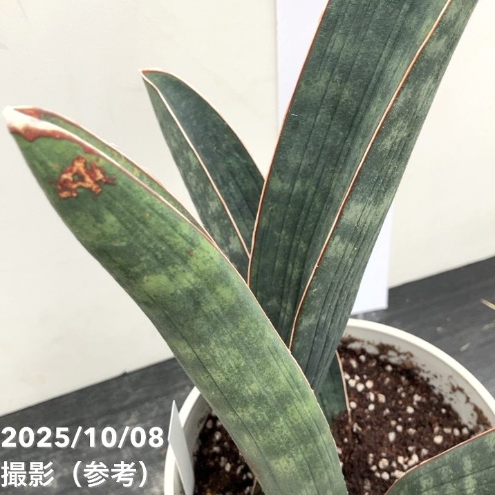 現品お届け】サンスベリア 5号 ベースボールバット プラ鉢（S203