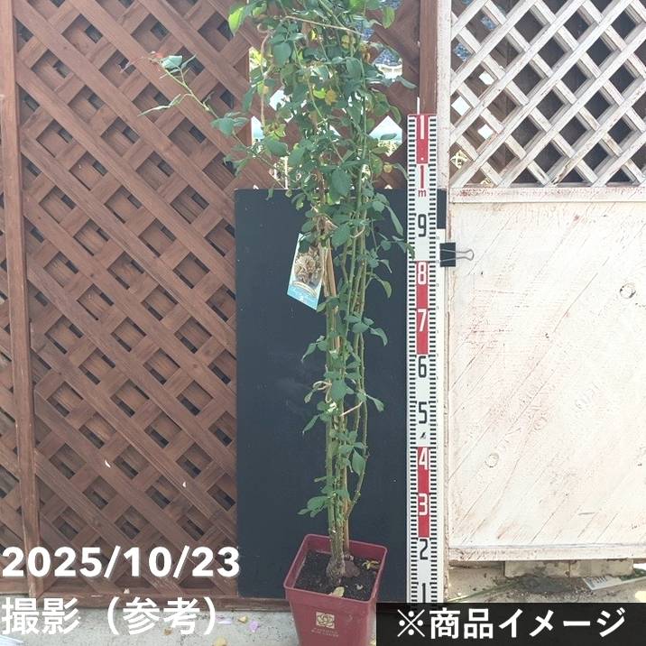 充実の長尺バラ ミステリューズ 7号 Dorieux｜s200｜花木04-PA | 花木