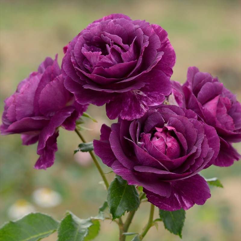 薔薇 充実の長尺バラ ミステリューズ 7号 Dorieux｜s200｜花木04-PA | 花木