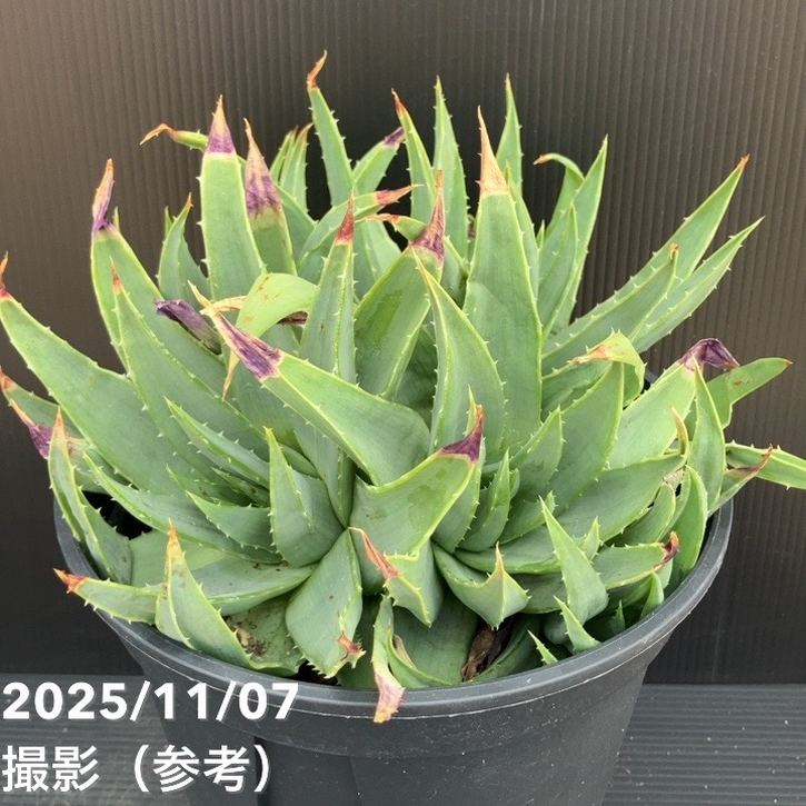 現品お届けアロエ ポリフィラ Aloe polyphylla 7号（7）｜観葉10-TU