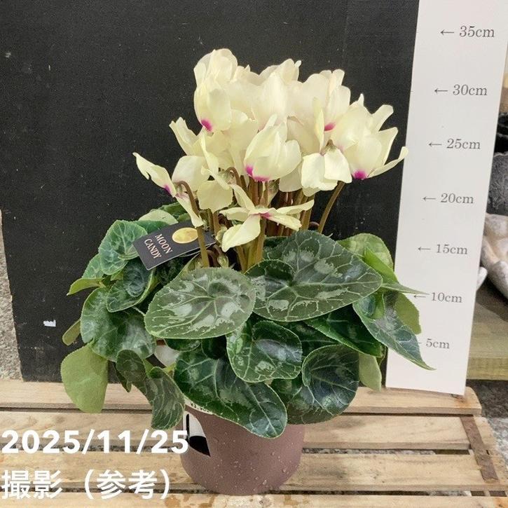 シクラメン ムーンキャンディー 5号底面給水｜鉢花04-PA | ギフト,鉢花