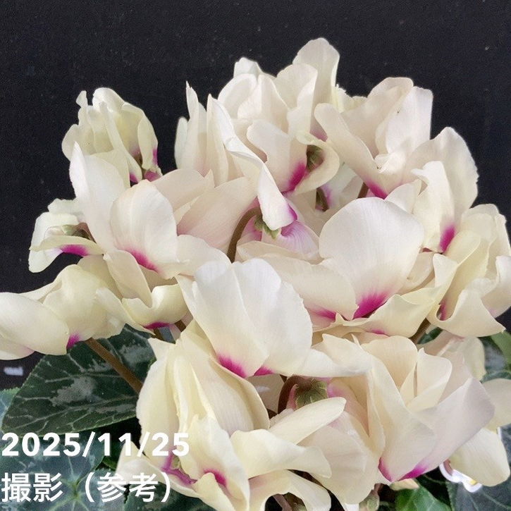 シクラメン ムーンキャンディー 5号底面給水｜鉢花04-PA | ギフト,鉢花