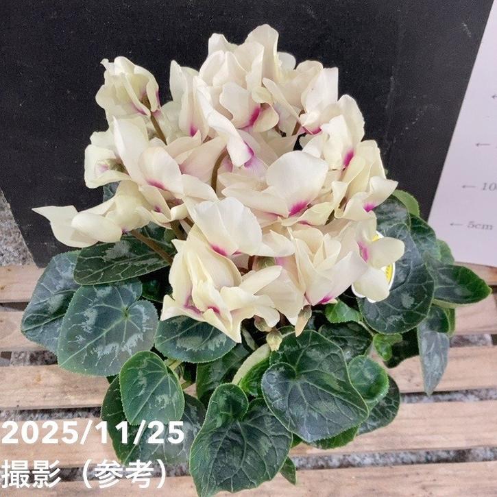 シクラメン ムーンキャンディー 5号底面給水｜鉢花04-PA | ギフト,鉢花