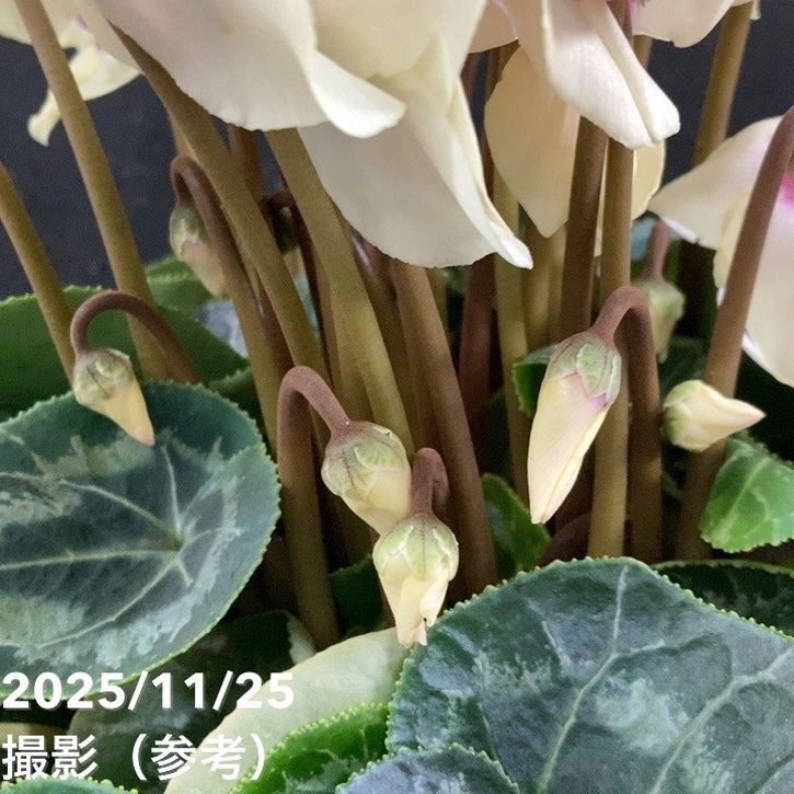 シクラメン ムーンキャンディー 5号底面給水｜鉢花04-PA | ギフト,鉢花