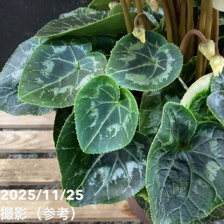 シクラメン ムーンキャンディー 5号底面給水｜鉢花04-PA | ギフト,鉢花