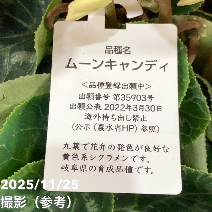 シクラメン ムーンキャンディー 5号底面給水｜鉢花04-PA | ギフト,鉢花
