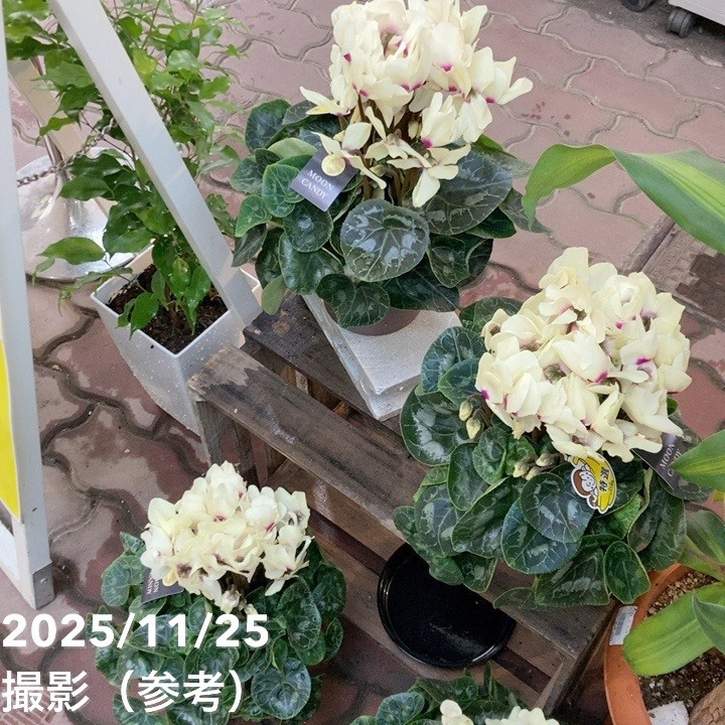 シクラメン ムーンキャンディー 5号底面給水｜鉢花04-PA | ギフト,鉢花