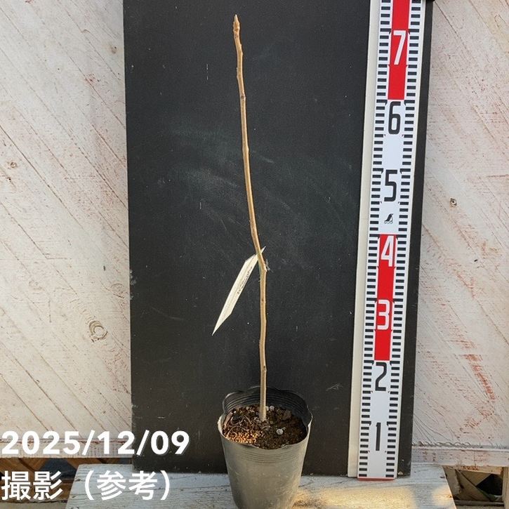 クルミ 鬼胡桃 オニグルミ 5号｜果樹04-PA | 果樹,ナッツ類 | 赤塚