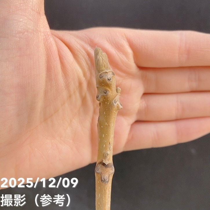 クルミ 鬼胡桃 オニグルミ 5号｜果樹04-PA | 果樹,ナッツ類 | 赤塚