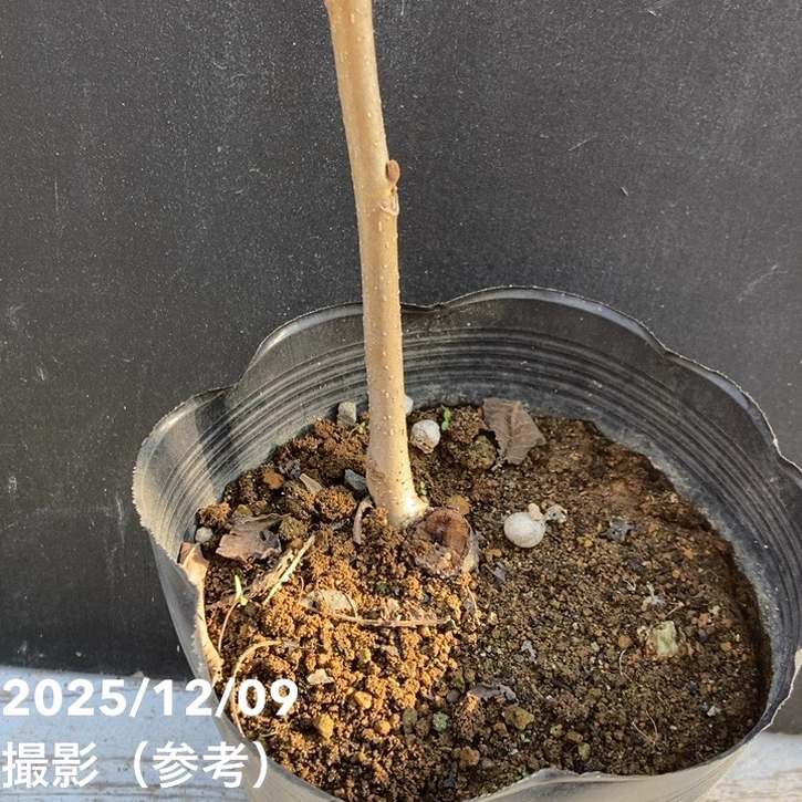 クルミ 鬼胡桃 オニグルミ 5号｜果樹04-PA | 果樹,ナッツ類 | 赤塚