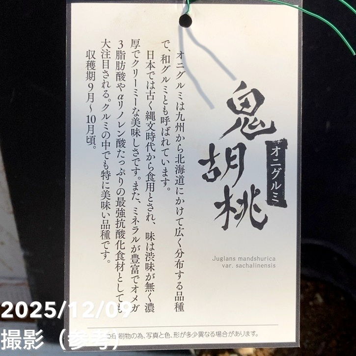 41大耳朵図々クルミ クルミ 鬼胡桃 オニグルミ 5号｜果樹04-PA | 果樹,ナッツ類 | 赤塚