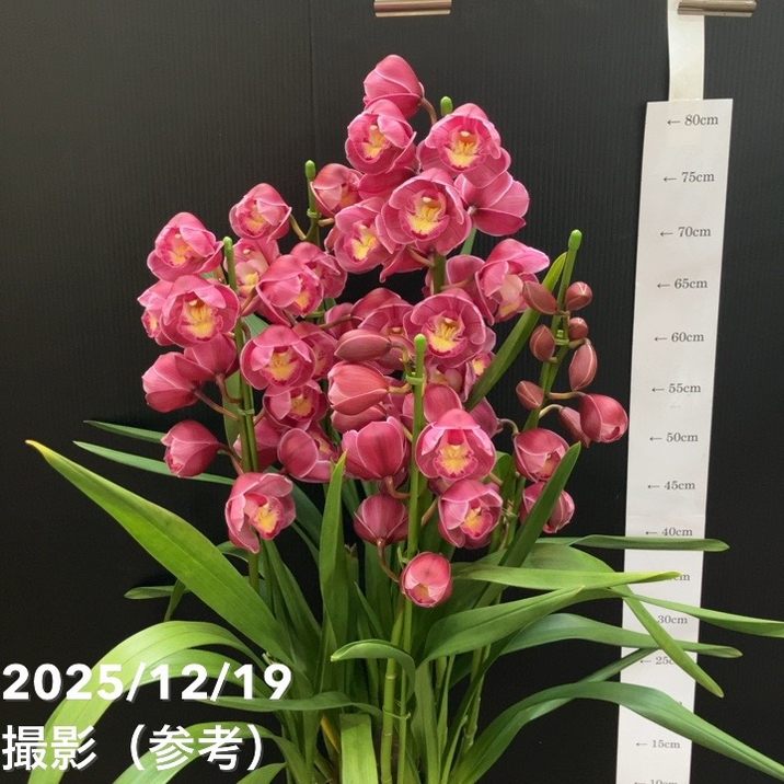 シンビジューム 6号プラ鉢 5本立 ラッキーグロリア フクノカミ｜洋蘭04