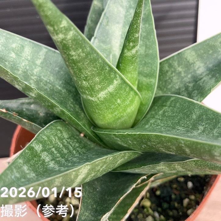 サンスベリア 3号 インディ2 プラ鉢|観葉02-D2