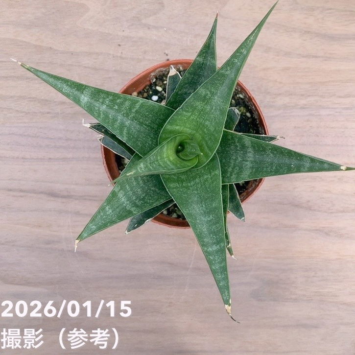 サンスベリア 3号 インディ2 プラ鉢|観葉02-D2