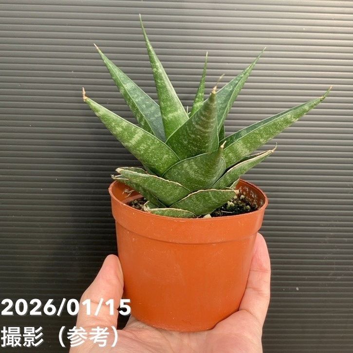 サンスベリア 3号 インディ2 プラ鉢|観葉02-D2