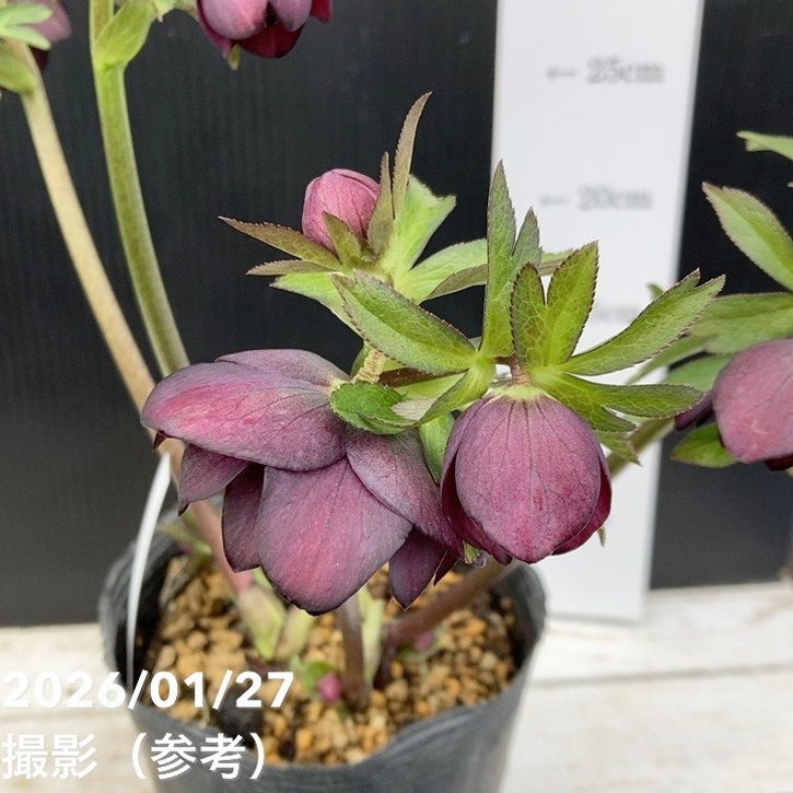 お買い得一点物咲き進み株】加藤農園 クリスマスローズ グロッシー