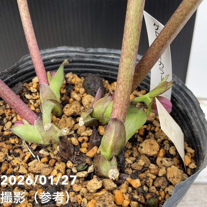 お買い得一点物咲き進み株】加藤農園 クリスマスローズ グロッシー