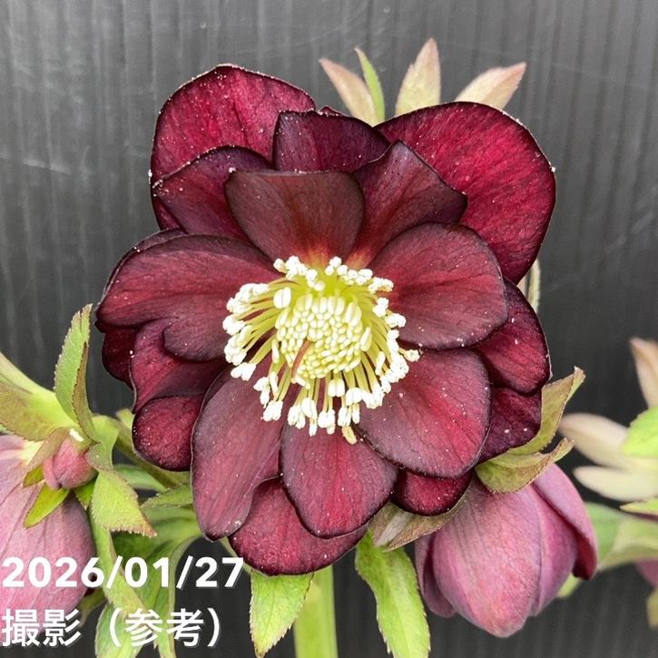 お買い得一点物咲き進み株】加藤農園 クリスマスローズ グロッシー