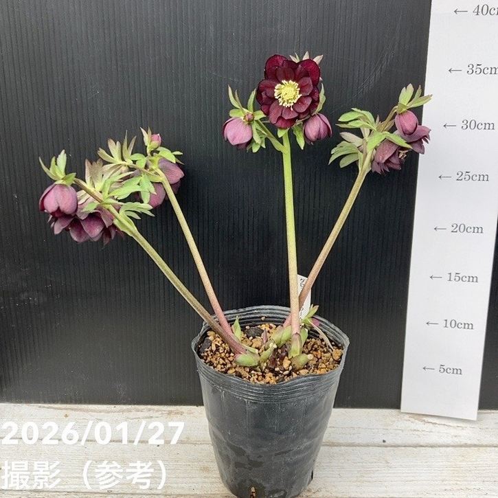 お買い得一点物咲き進み株】加藤農園 クリスマスローズ グロッシー