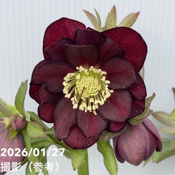 お買い得一点物咲き進み株】加藤農園 クリスマスローズ グロッシー