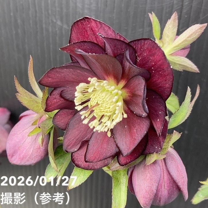 お買い得一点物咲き進み株】加藤農園 クリスマスローズ グロッシー