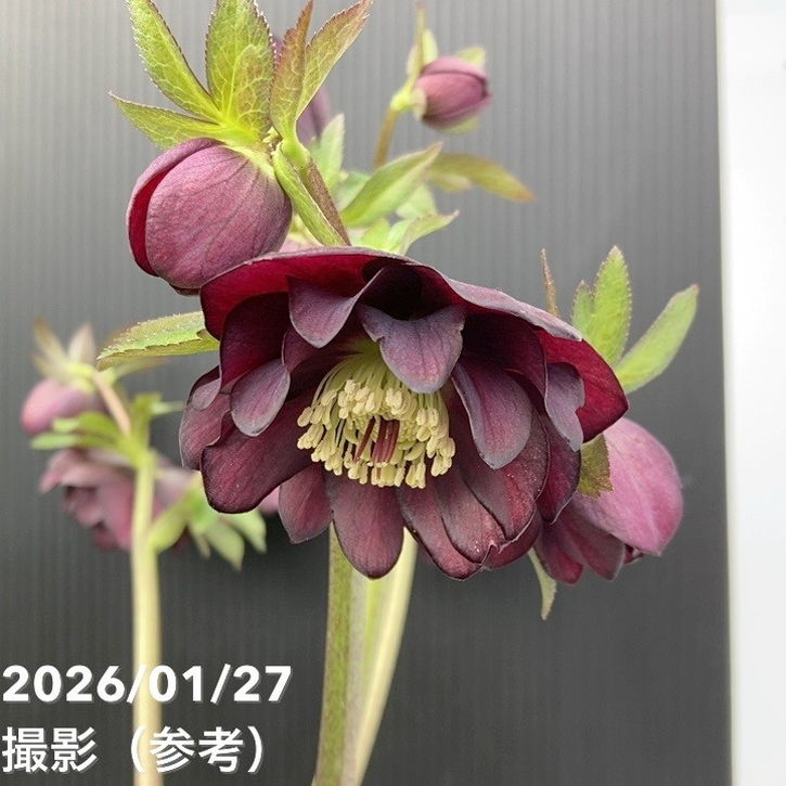 お買い得一点物咲き進み株】加藤農園 クリスマスローズ グロッシー