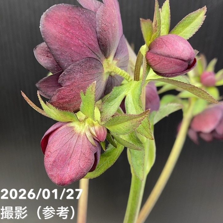 お買い得一点物咲き進み株】加藤農園 クリスマスローズ グロッシー