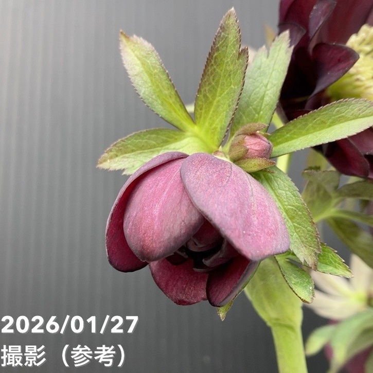 お買い得一点物咲き進み株】加藤農園 クリスマスローズ グロッシー