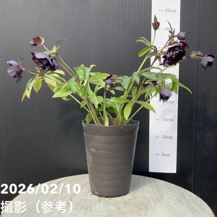 一点物】広瀬園芸 クリスマスローズ 4.5号（HR13）｜山野04-PA | 草花