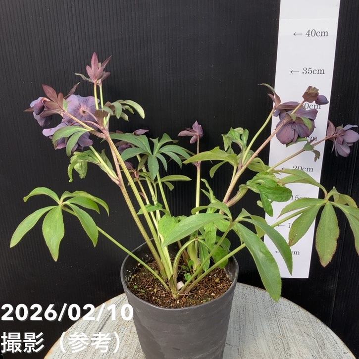 一点物】広瀬園芸 クリスマスローズ 4.5号（HR13）｜山野04-PA | 草花