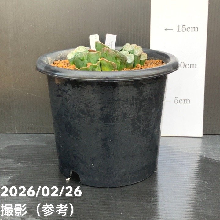 現品お届け】ハオルチア 玉扇 4号（4）｜観葉10-TU | 観葉・多肉