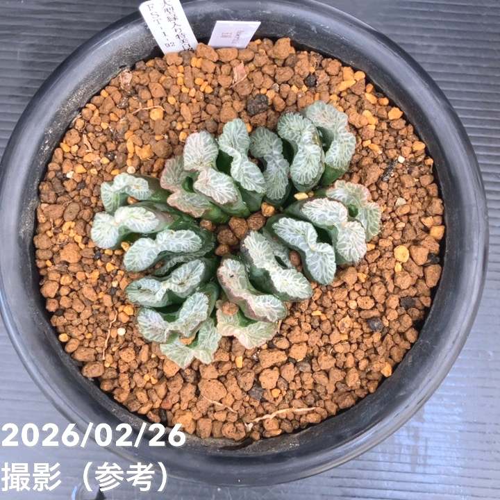 ハオルチア玉扇 ☆特価☆多肉植物：ハオルチア 玉扇 N1*幅6.5cm 現品！一品限り