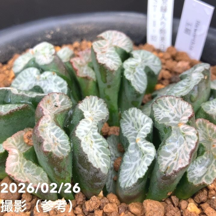 ハオルチア 玉扇 4株 現品お届け】ハオルチア 玉扇 4号（4）｜観葉10-TU | 観葉・多肉