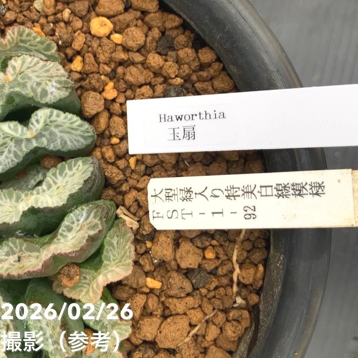 65周年記念セール】【現品お届け】ハオルチア 玉扇 4号（4）｜観葉10