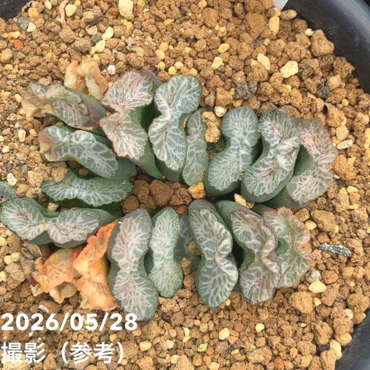 現品お届け】ハオルチア 玉扇 4号（4）｜観葉10-TU | 観葉・多肉