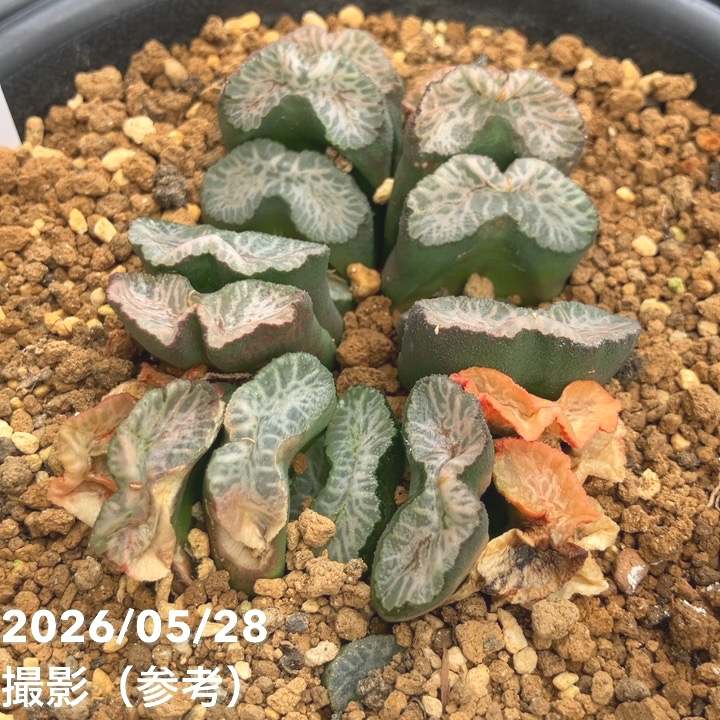 現品お届け】ハオルチア 玉扇 4号（4）｜観葉10-TU | 観葉・多肉