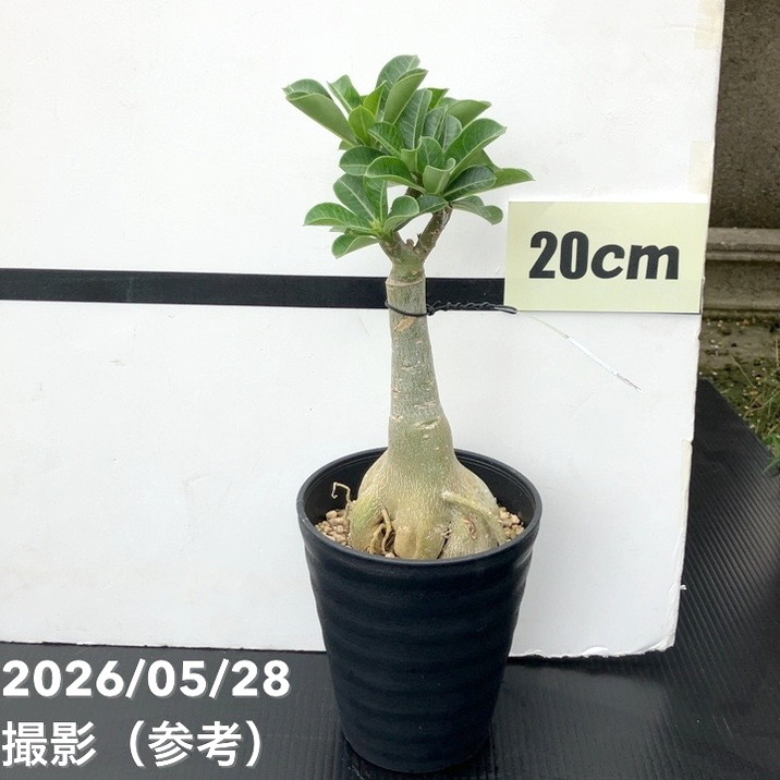 アデニウム オベスム 4号 Pony（12）｜観葉01-D1 | 観葉・多肉
