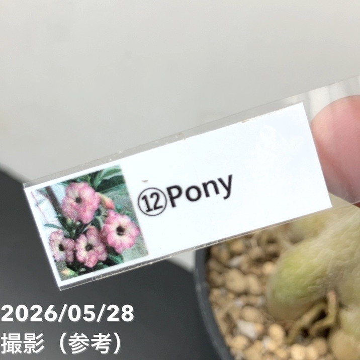 アデニウム オベスム 4号 Pony（12）｜観葉01-D1 | 観葉・多肉