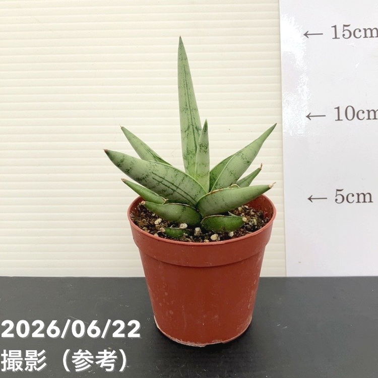 サンスベリア 2.5号 シルバークラウン Silver Crown 生産鉢｜観葉02-D2