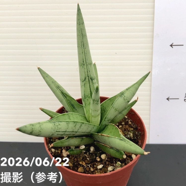サンスベリア 2.5号 シルバークラウン Silver Crown 生産鉢｜観葉02-D2