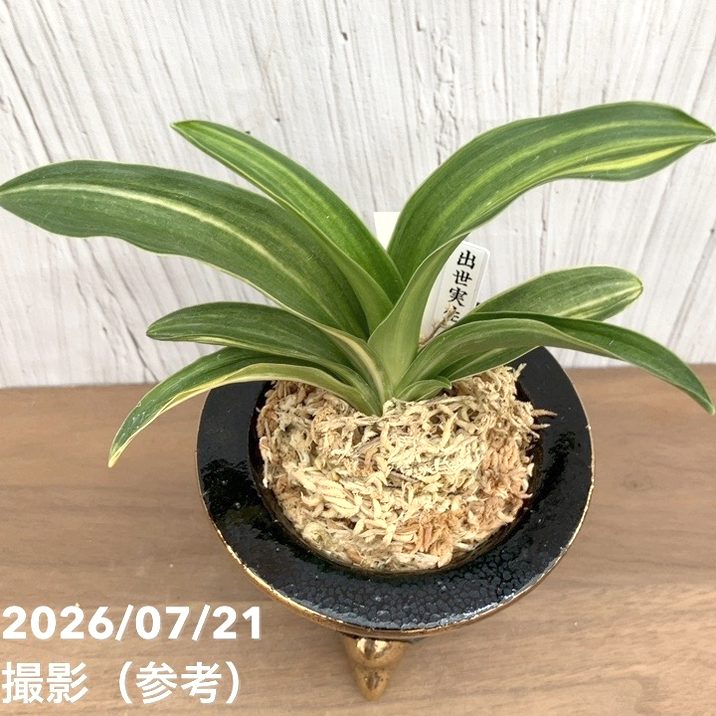 決算P5倍！10%OFF！8/2まで】【現品お届け】豊明園 万年青 オモト 出世