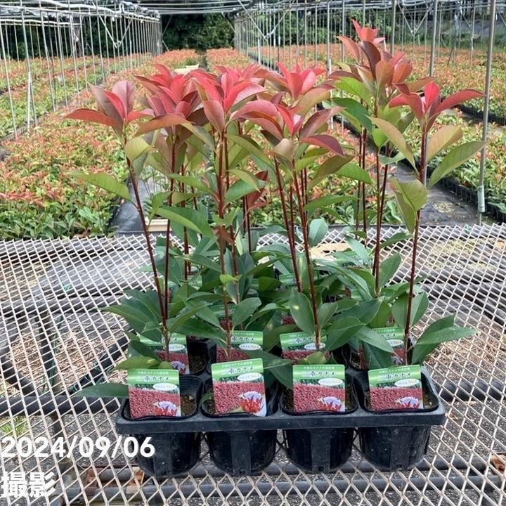 三重カナメ 3.5号 20鉢セット｜花木01-D1 | 花木・庭木,三重カナメ