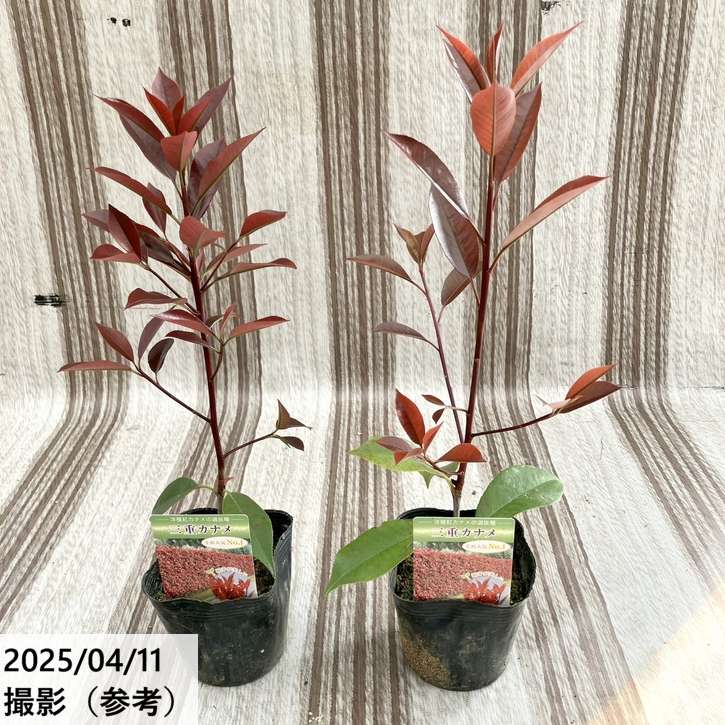 三重カナメ 3.5号 20鉢セット｜花木01-D1 | 花木・庭木,三重カナメ