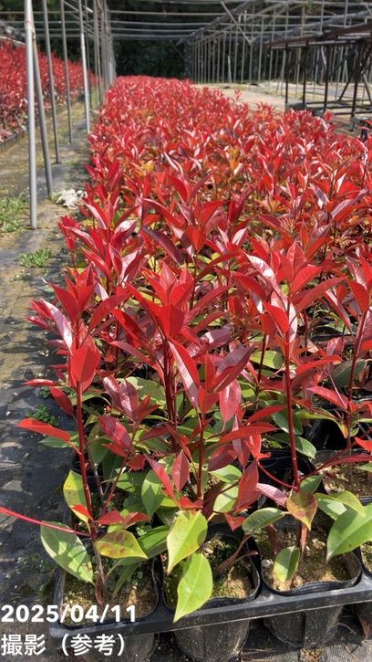 三重カナメ 3.5号 20鉢セット｜花木01-D1 | 花木・庭木,三重カナメ