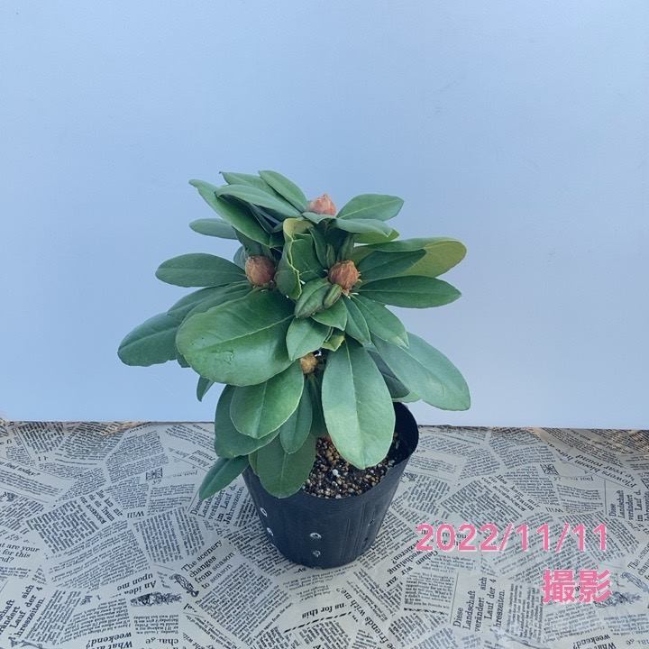 期間限定10％OFF！】シャクナゲ スーパーローディー 5号 黄山