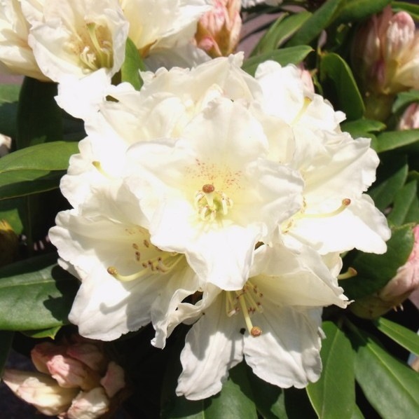 期間限定10％OFF！】シャクナゲ スーパーローディー 5号 黄山