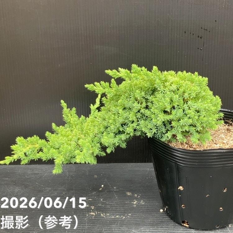 常緑・這性（はいせい）コニファー プロカンベンスナナ 5号｜花木10-TU