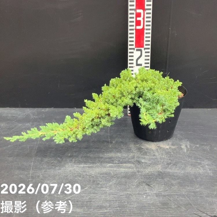 常緑・這性（はいせい）コニファー プロカンベンスナナ 5号｜花木10-TU